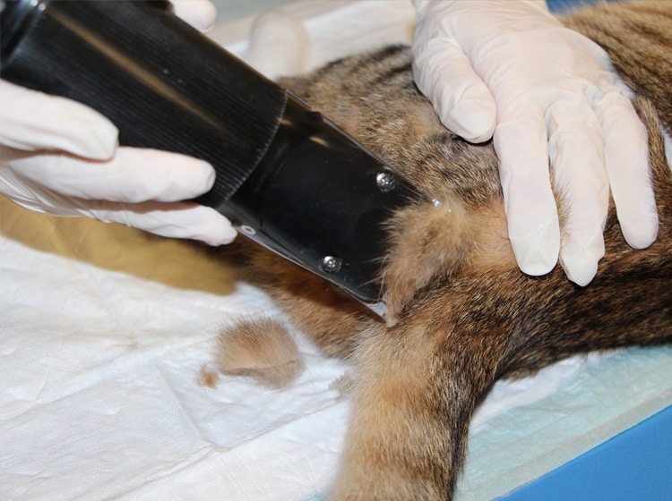 Déroulement d'une castration du chat effectuée par un vétérinaire