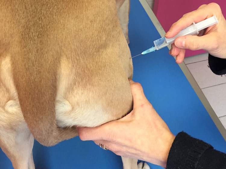 Déroulement d'une castration de chien effectuée par un vétérinaire