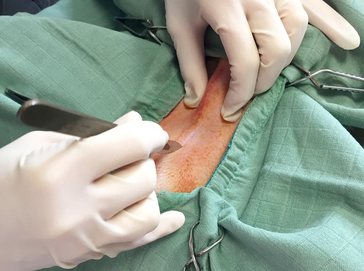 Déroulement d'une castration de chien effectuée par un vétérinaire