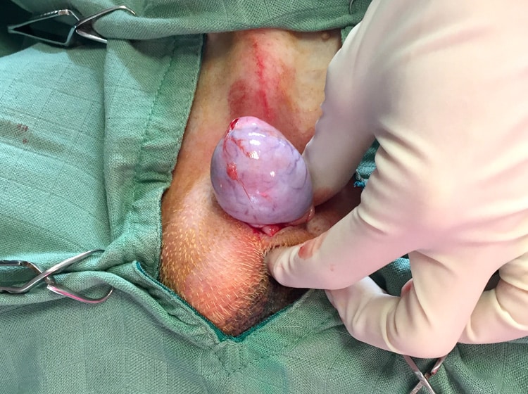 Déroulement d'une castration de chien effectuée par un vétérinaire