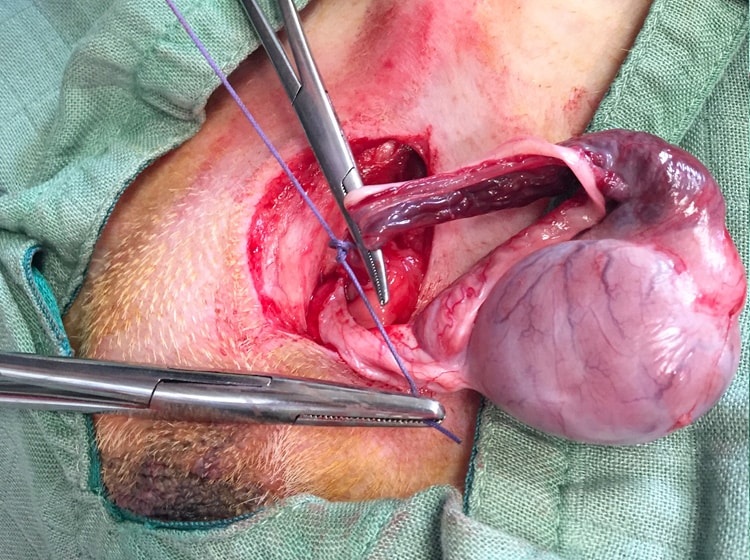 Déroulement d'une castration de chien effectuée par un vétérinaire
