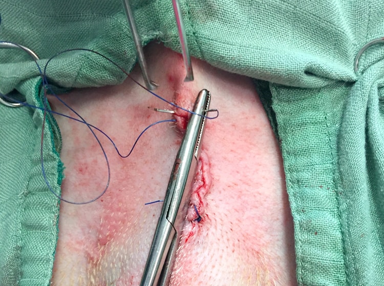 Déroulement d'une castration de chien effectuée par un vétérinaire