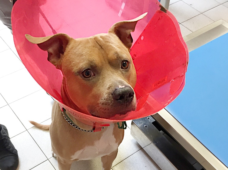 Déroulement d'une castration de chien effectuée par un vétérinaire