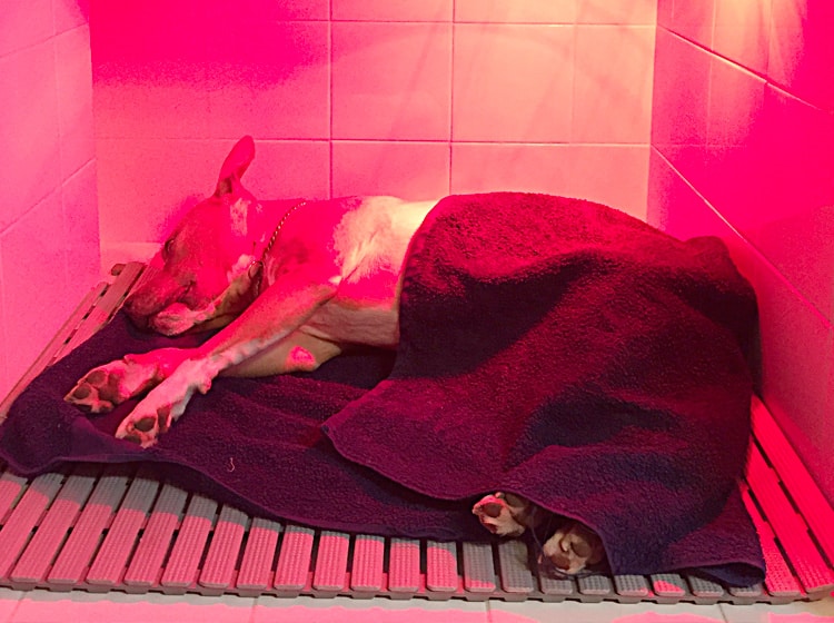 Déroulement d'une castration de chien effectuée par un vétérinaire