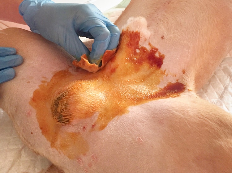 Déroulement d'une castration de chien effectuée par un vétérinaire