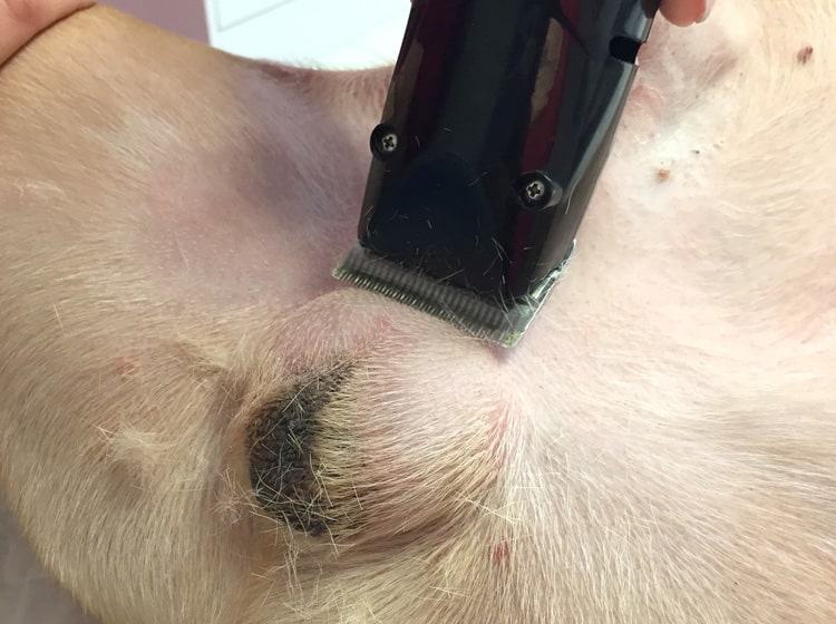 Déroulement d'une castration de chien effectuée par un vétérinaire