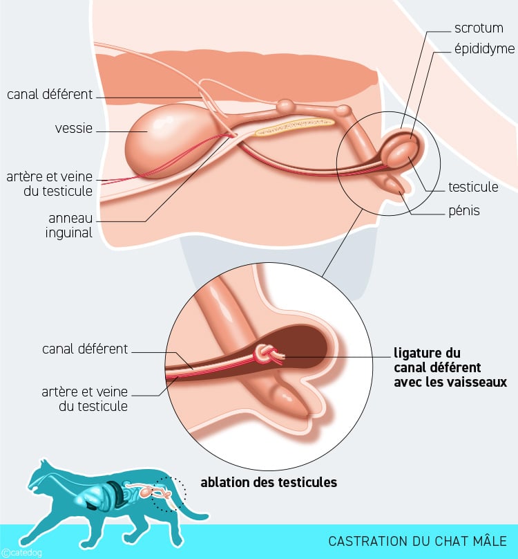 Castration ou stérilisation du chat mâle