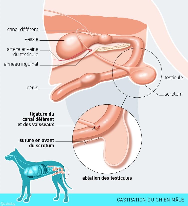 Castration ou stérilisation du chien mâle
