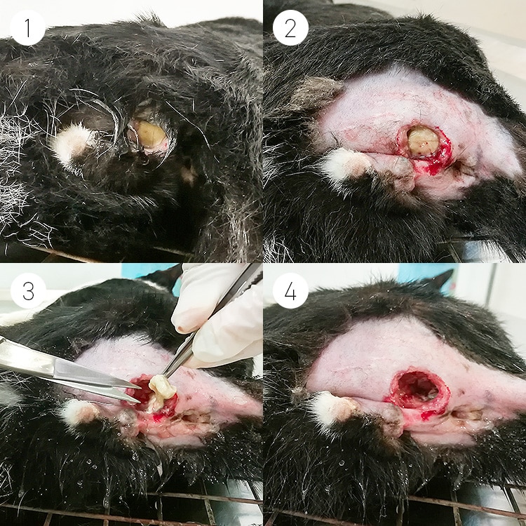 Abcès et retrait de la glande anale gauche chez un chat