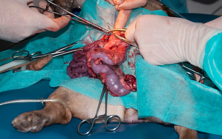 Chirurgie d'une tumeur de l'intestin effectuée par un vétérinaire chez le chien