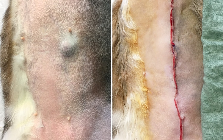 Traitement et chirurgie d'une tumeur mammaire chez la chatte