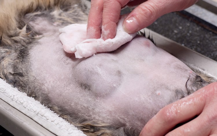 Tumeur mammaire chez une chatte avant opération