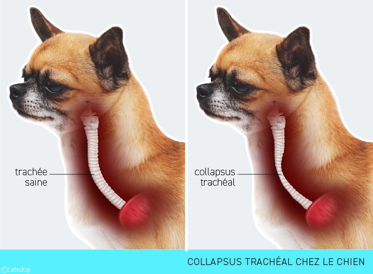 Collapsus trachéal chez le chien qui tousse