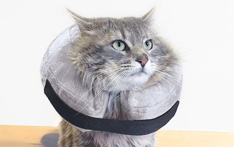 Collerette gonflable anti grattage pour chat suite à une chirurgie ou opération