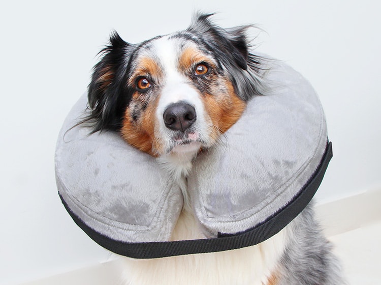 Collerette gonflable anti grattage pour chien suite à une chirurgie ou opération