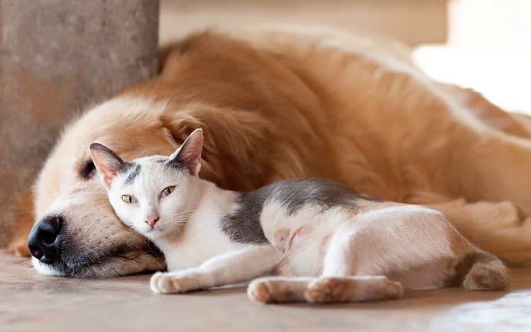 Comment bien protéger son animal contre les puces, les vers et les tiques