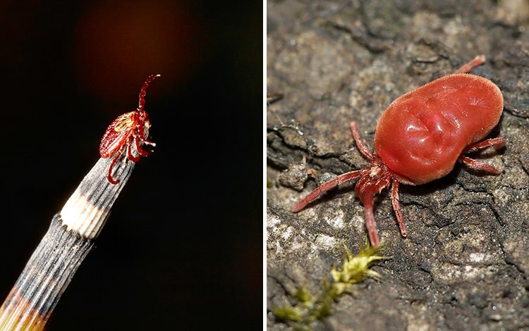 Comparaison entre un aoûtat et un trombidion soyeux chez le chat et le chien