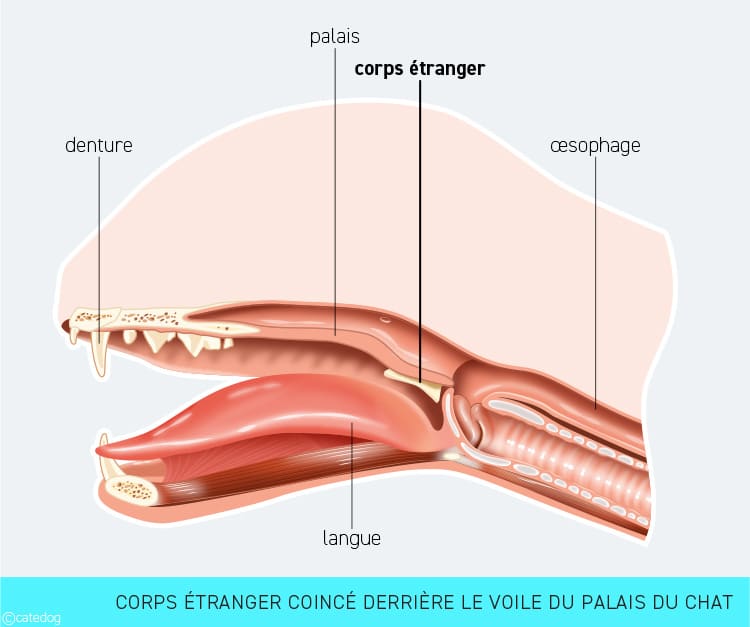 Corps étranger coincé dans la bouche chez le chat provoquant une occlusion intestinale 