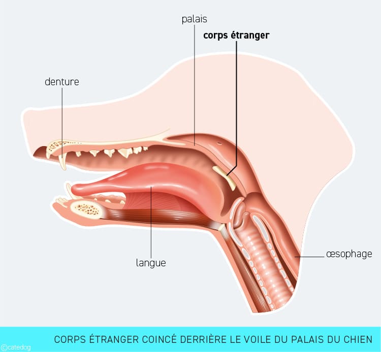 Corps étranger coincé dans la bouche chez le chien provoquant une occlusion intestinale
