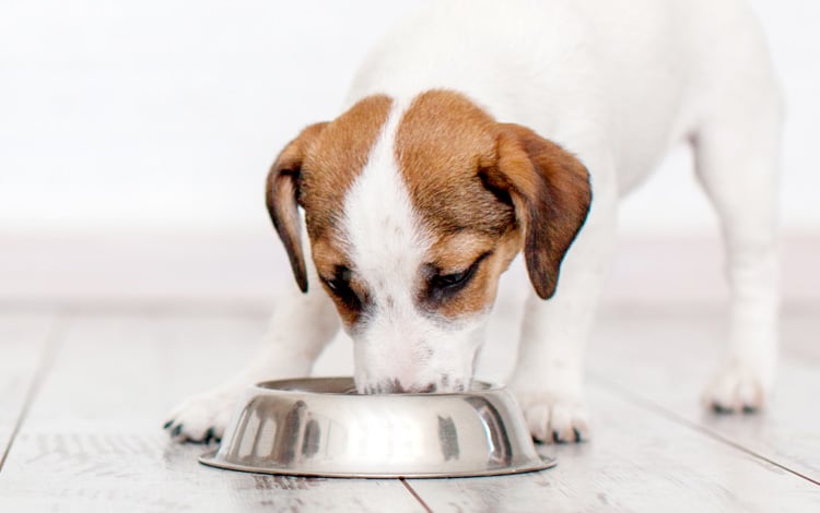 Croquettes Ultra Premium Direct pour chien