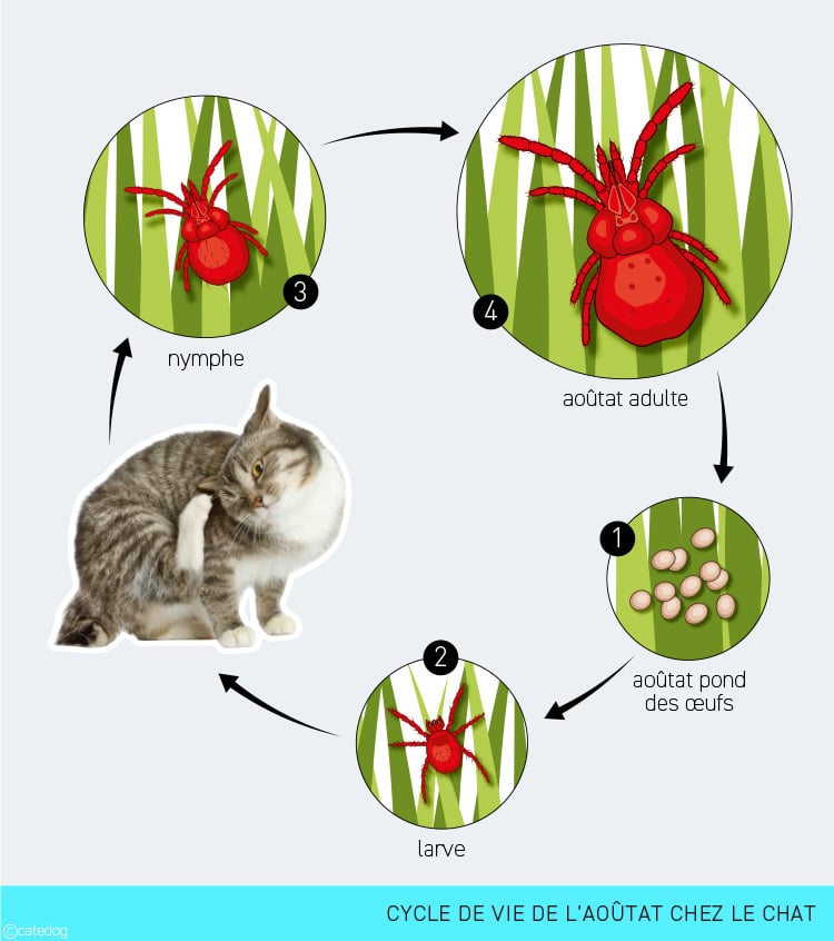 Cycle de vie de l'aoûtat chez le chat