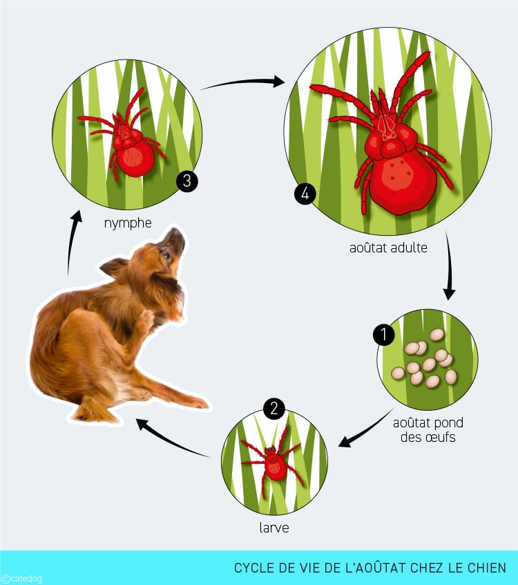 Cycle de vie de l'aoûtat chez le chien