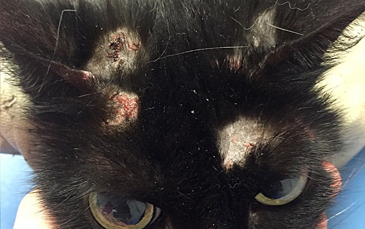 Dermite par allergie aux piqûres de larves d’aoûtats sur la tête d’un chat