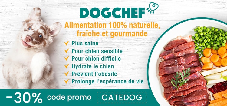 Code promo Dog Chef et avis vétérinaire pour le chien