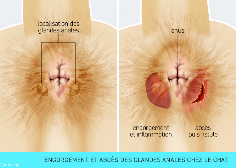 Engorgement et abcès des glandes anales du chat