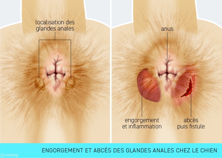 Engorgement et abcès des glandes anales du chien