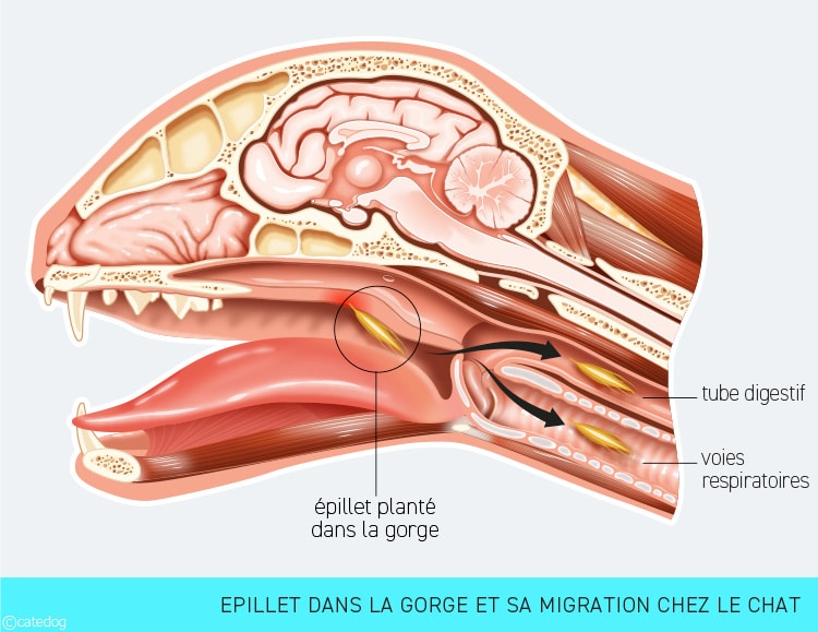 Epillet dans la gorge du chat