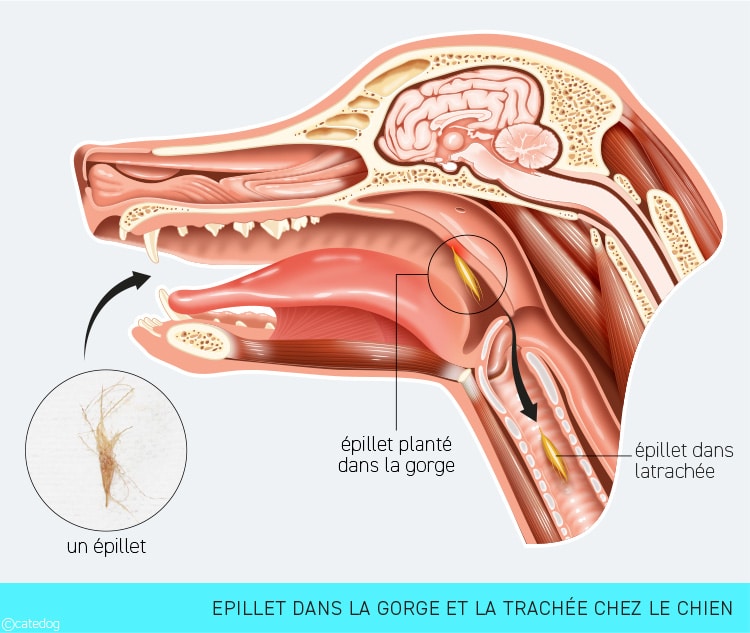 Mon chien tousse à cause d'un épillet avalé et coincé dans la gorge ou la trachée