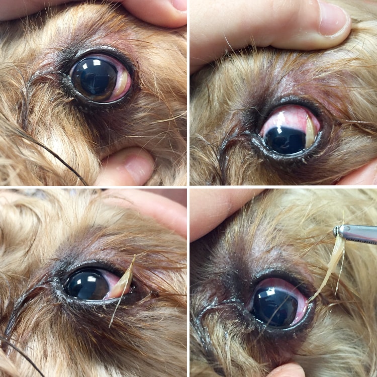 Epillet dans l'œil d'un chien et son retrait par un vétérinaire avec une pince