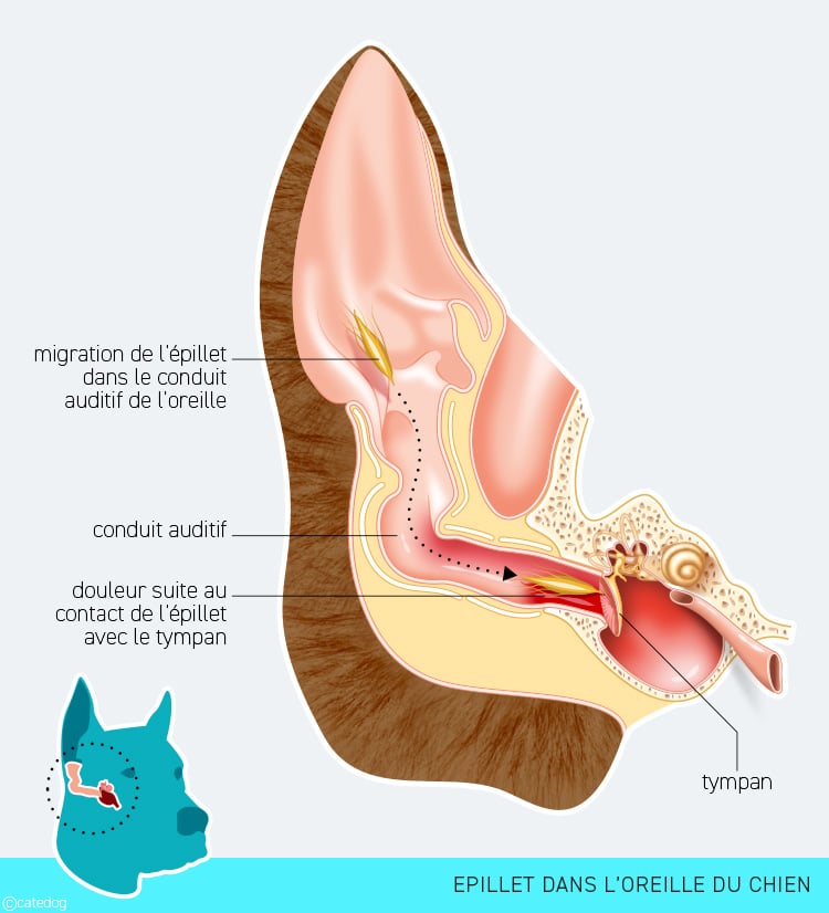 Epillet dans le nez du chien