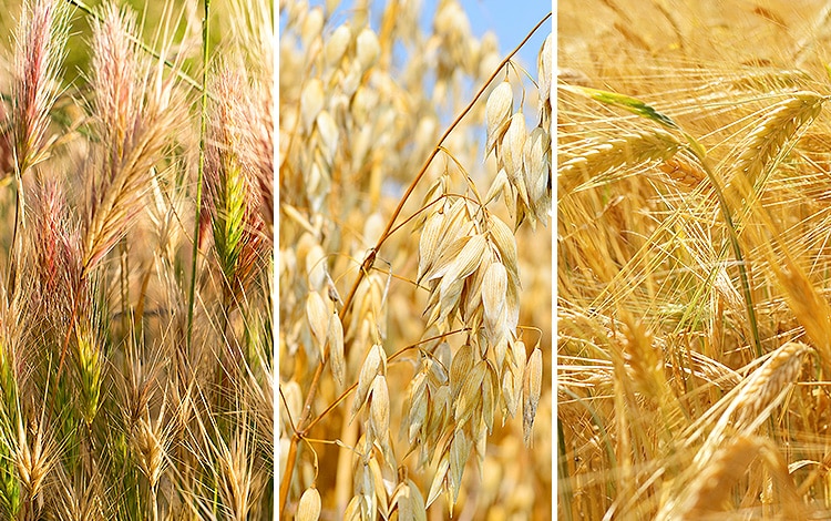 Epillet d'orge, d'avoine et de blé chez le chat et le chien