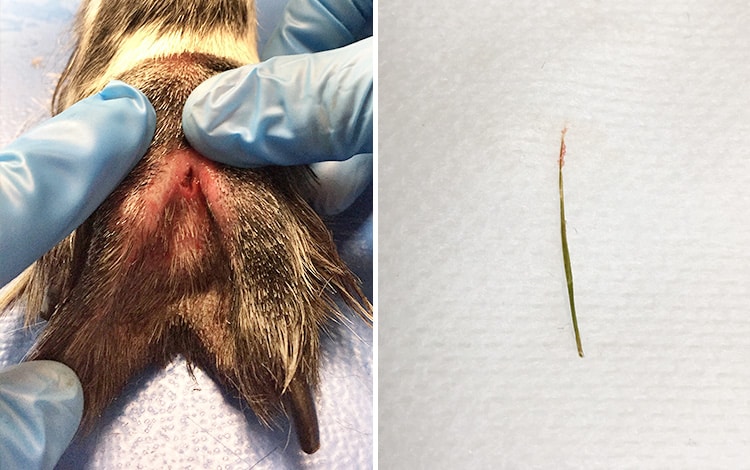 Epillet dans la patte du chien