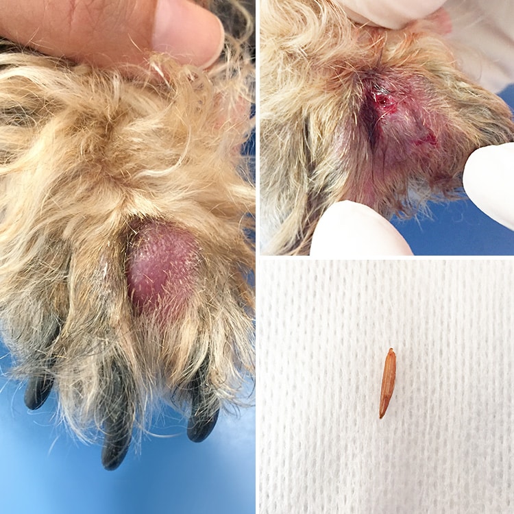 Epillet dans la patte du chien