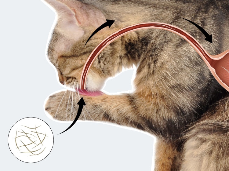 Formation d'une boule de poils dans l'estomac du chat