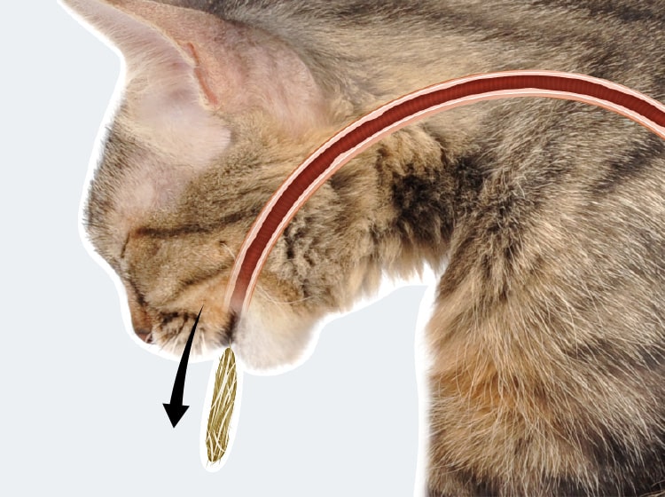 Formation d'une boule de poils dans l'estomac du chat