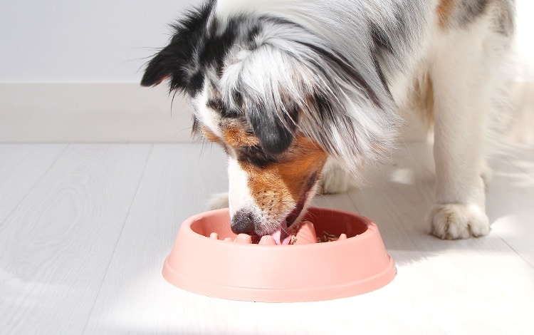 Gamelle anti-glouton pour chien qui mange trop vite