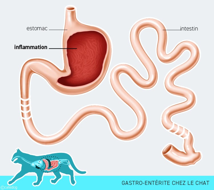 Gastro-entérite chez le chat qui vomit