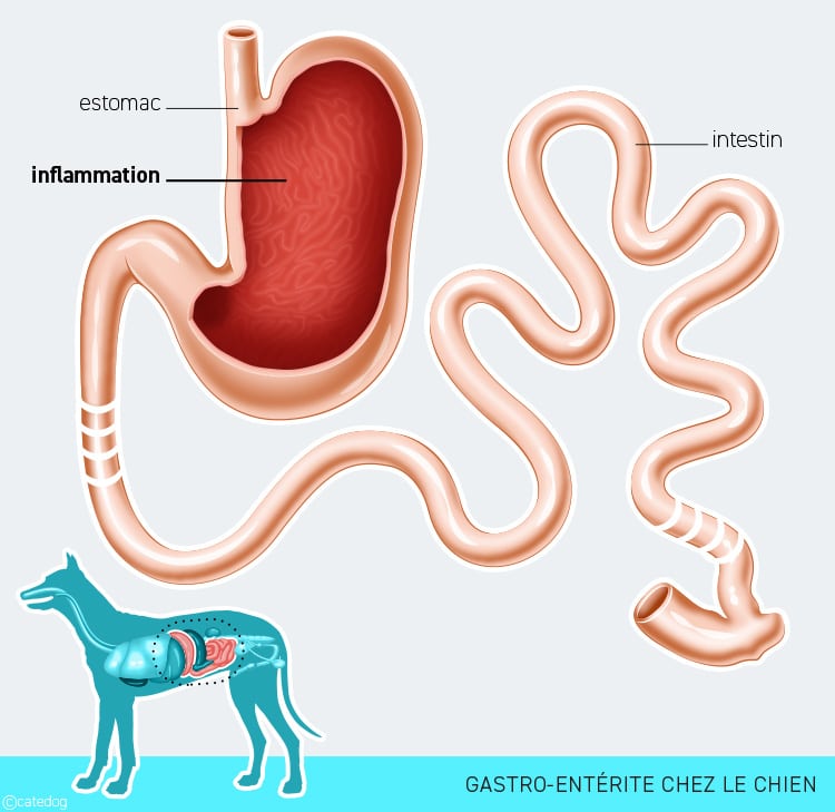 Gastro-entérite chez le chien qui vomit
