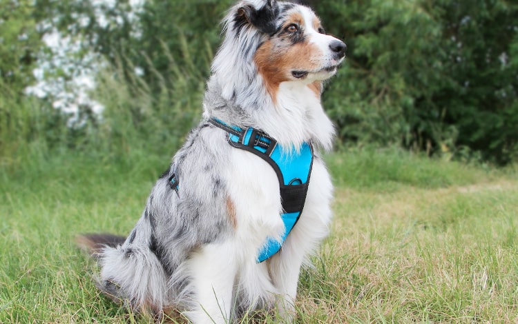 Harnais anti-traction pour chien qui tire et tousse