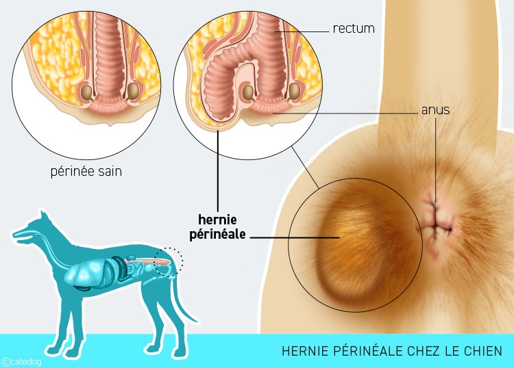 Hernie périnéale avec boule sur le derrière de mon chien