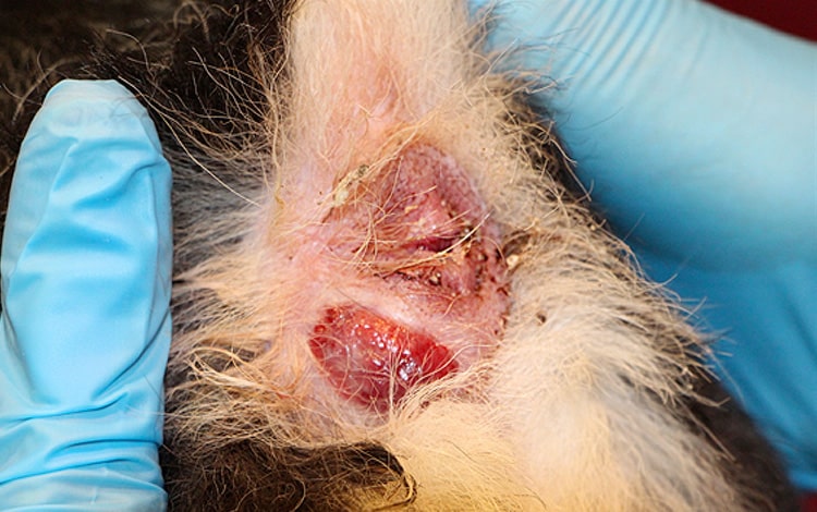 Inflammation d’une glande anale suite à l’obstruction de son canal par des anneaux de vers dipylidium chez le chat