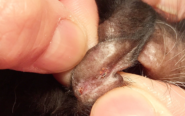 Larves d'aoûtats sur l'oreille d'un chat