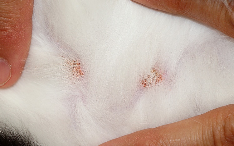 Larves d'aoûtats sur le ventre d'un chat