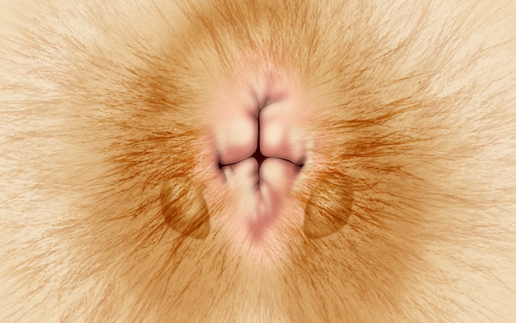 Localisation des glandes anales au niveau de l'anus du chat