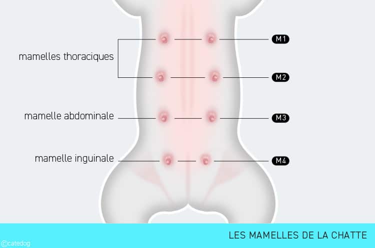 Mamelles de la chatte et tumeur mammaire
