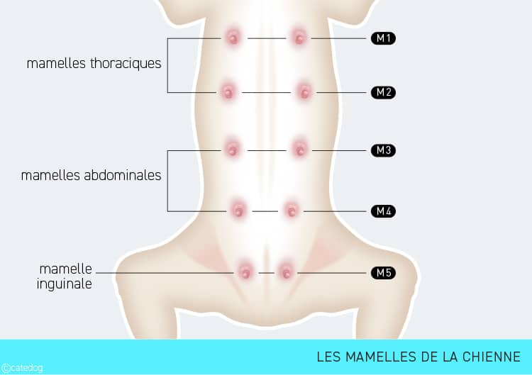 Mamelles de la chienne et tumeur mammaire